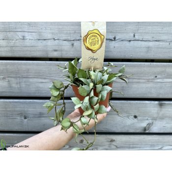 Voskovka (Hoya krohniana) ´ESKIMO´ - kont. C1L, výška 25-30 cm